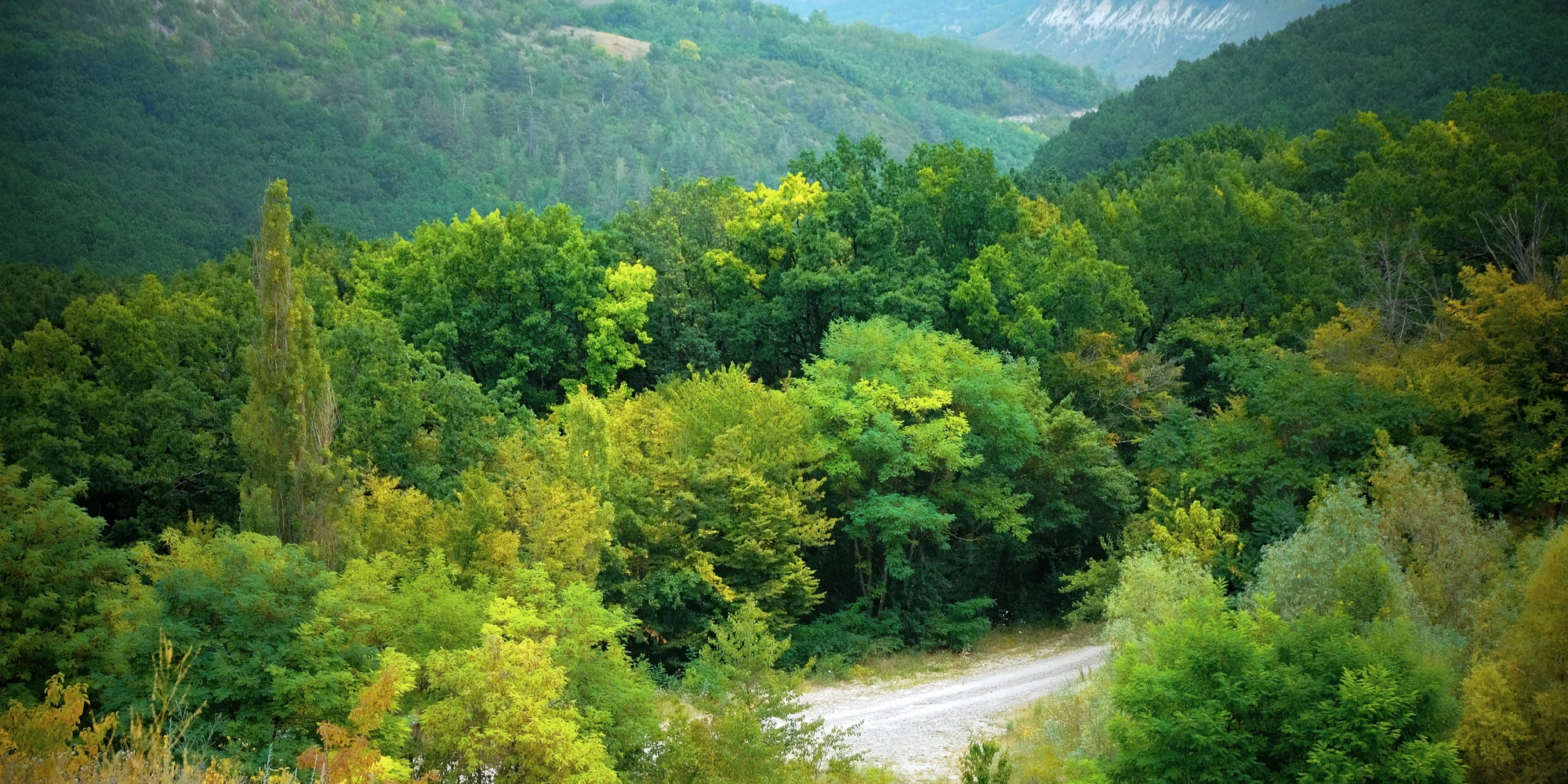 Sumarstvo
